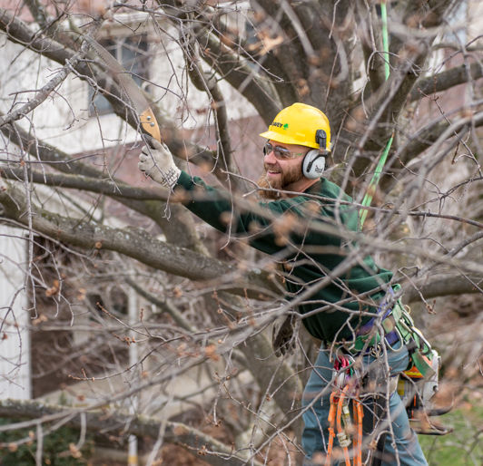 Dormant Pruning