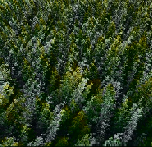 Environmental Urban Forestry Case Studies Alternating 640X426