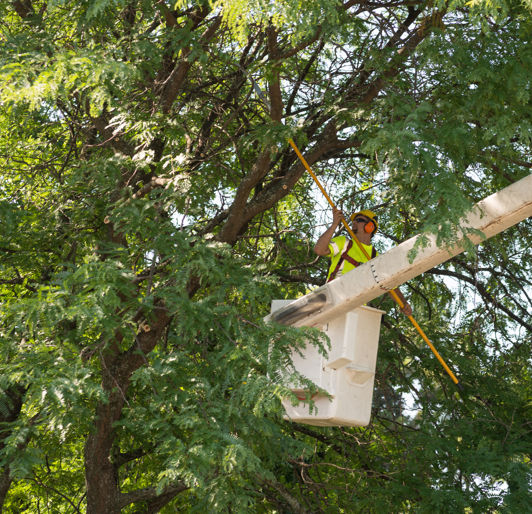 Tree Trimming