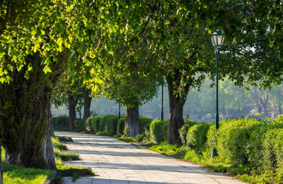 Municipality Arborist Reports