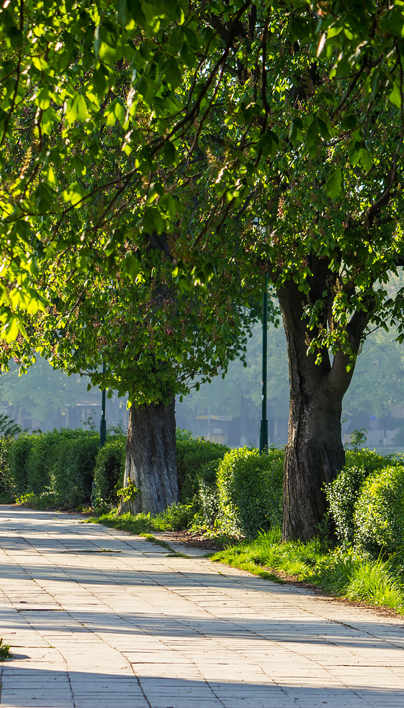 Municipality Arborist Reports